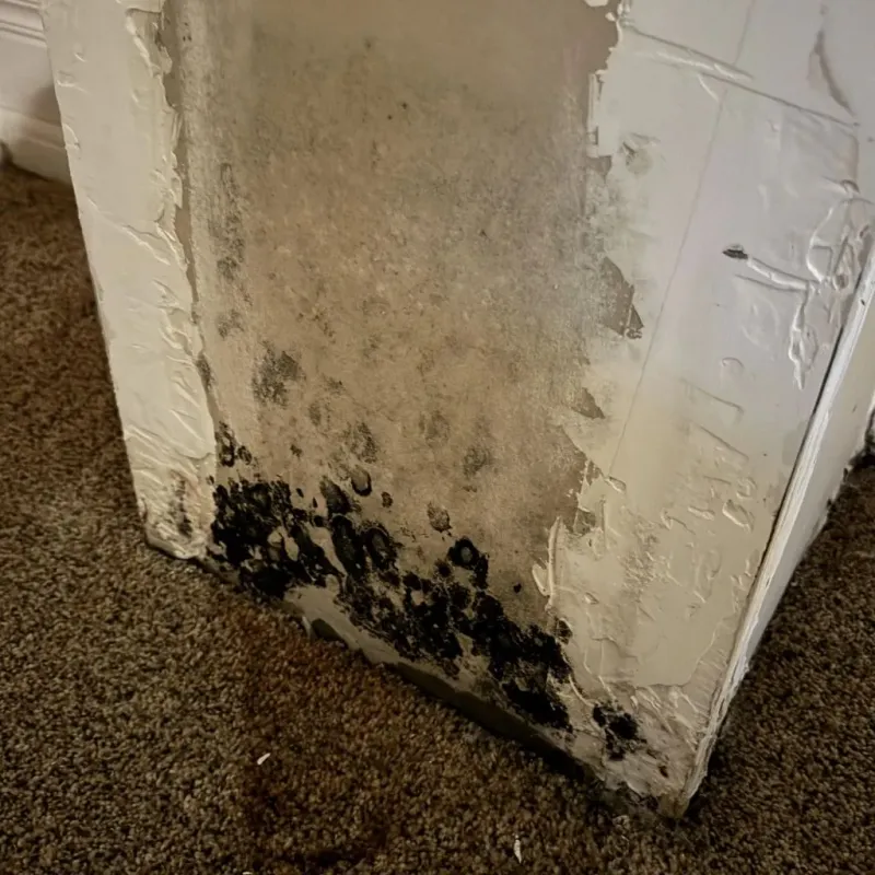 Professional Mold Removal in Pocatello, ID